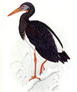 Abdim's Stork