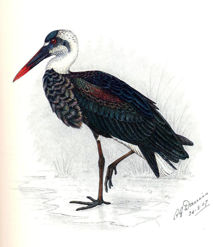 Asian Woolly-necked Stork