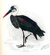 Cigogne épiscopale