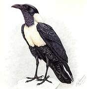 Pied Crow