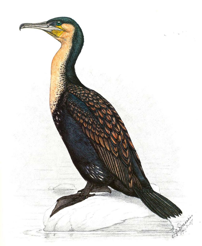 White-breasted Cormorant