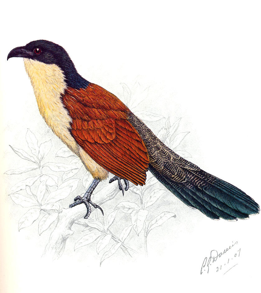 Burchell's Coucal