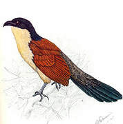 Burchell's Coucal