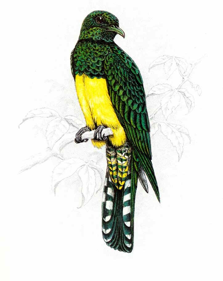 Asian Emerald Cuckoo