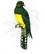 Asian Emerald Cuckoo