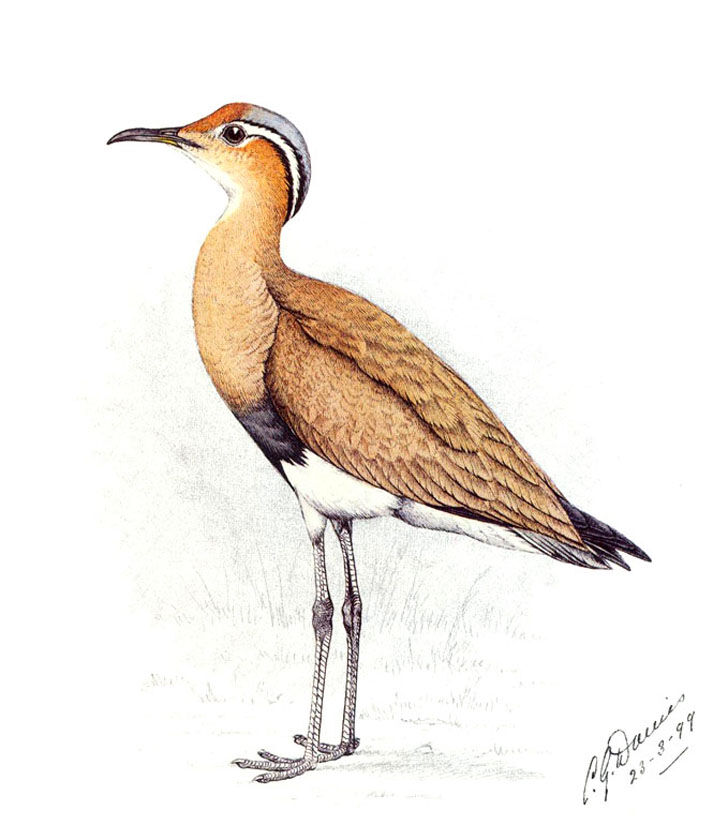 Burchell's Courser