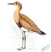 Burchell's Courser