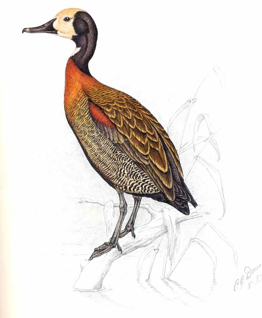 White-faced Whistling Duck