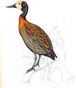 White-faced Whistling Duck