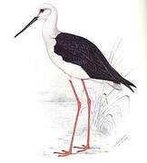 Black-winged Stilt