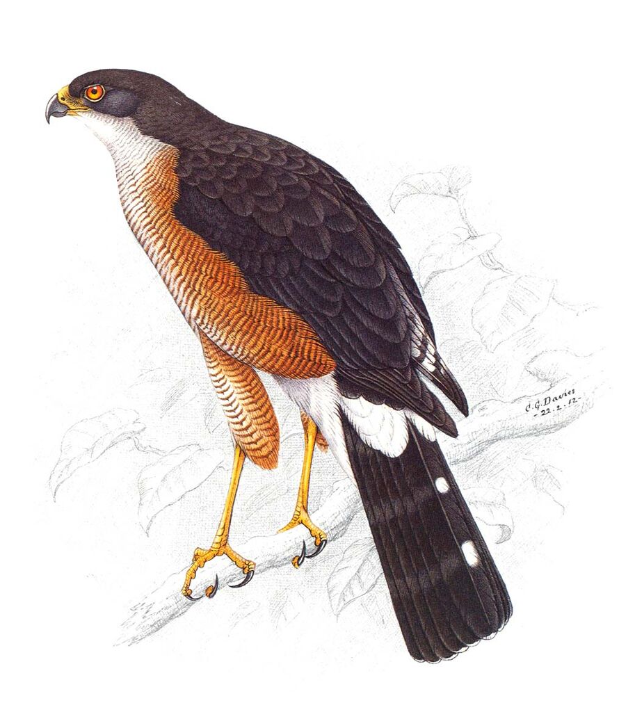 Little Sparrowhawk