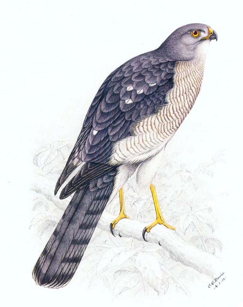 Shikra