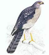 Shikra