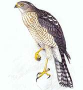 Shikra