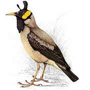 Wattled Starling