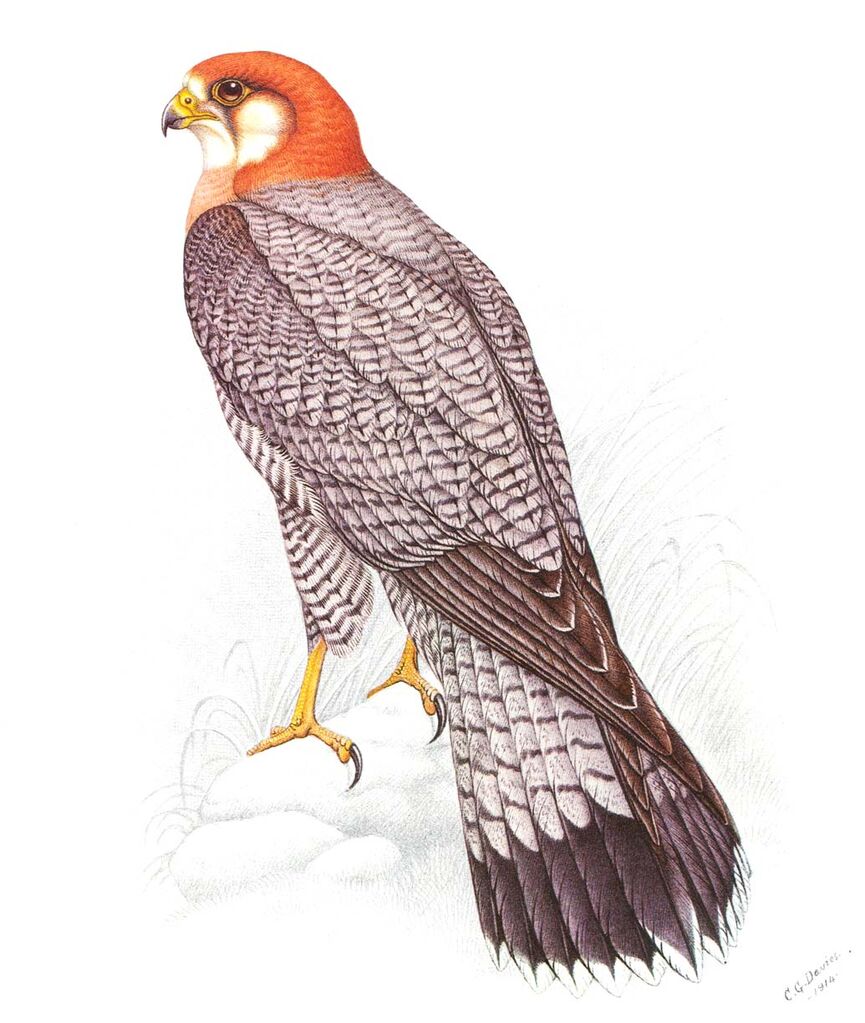 Red-necked Falcon