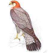 Red-necked Falcon