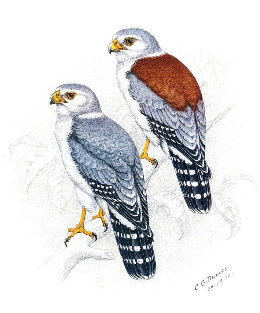 Pygmy Falcon