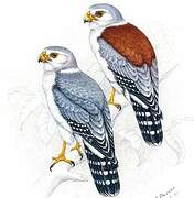 Pygmy Falcon