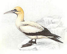 Cape Gannet