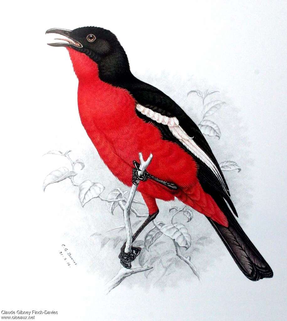 Crimson-breasted Shrikeadult, identification