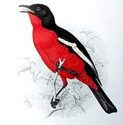 Crimson-breasted Shrike