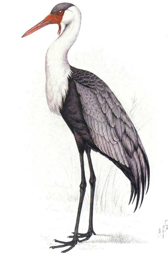 Wattled Crane