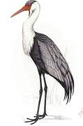 Wattled Crane