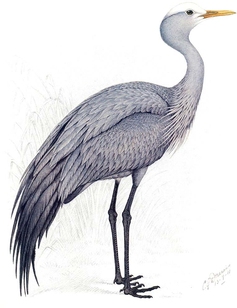 Blue Crane