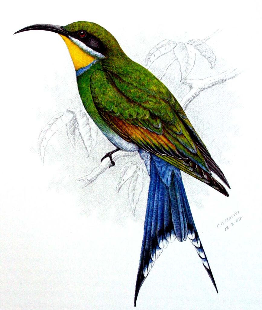 Swallow-tailed Bee-eater