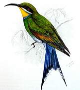 Swallow-tailed Bee-eater