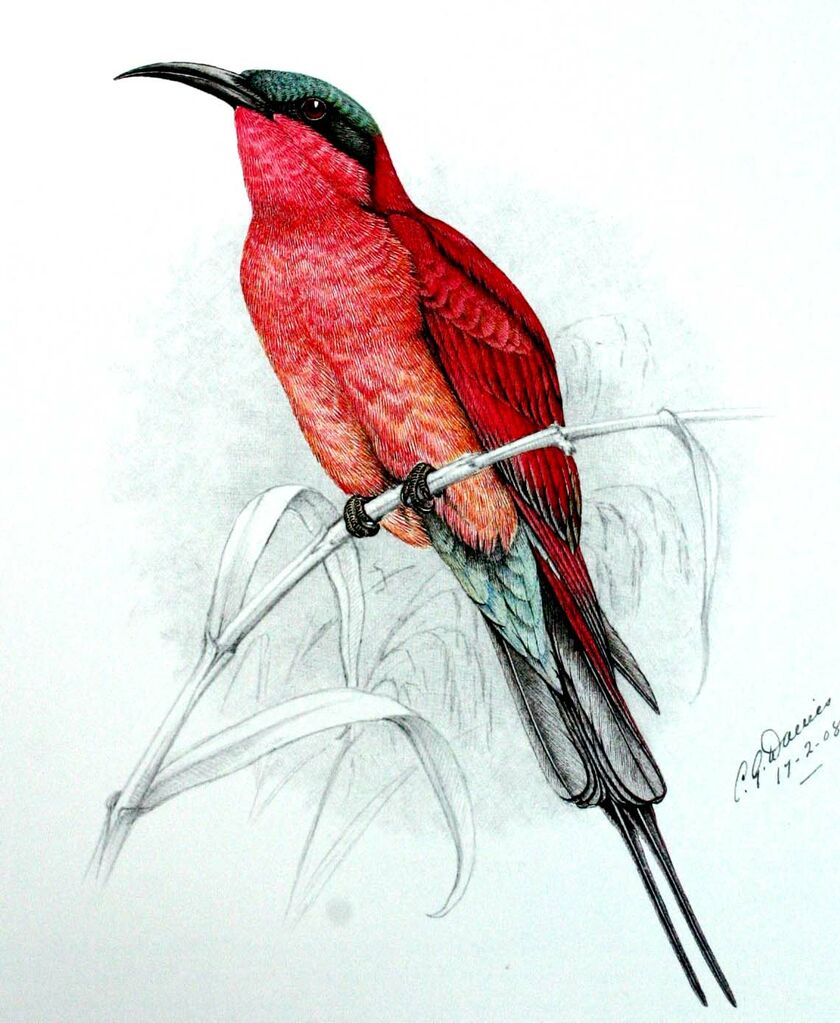 Southern Carmine Bee-eater