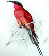 Southern Carmine Bee-eater