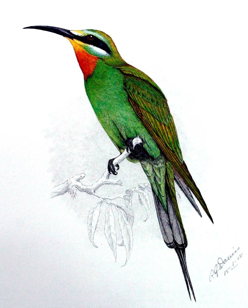 Blue-cheeked Bee-eater