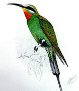 Blue-cheeked Bee-eater