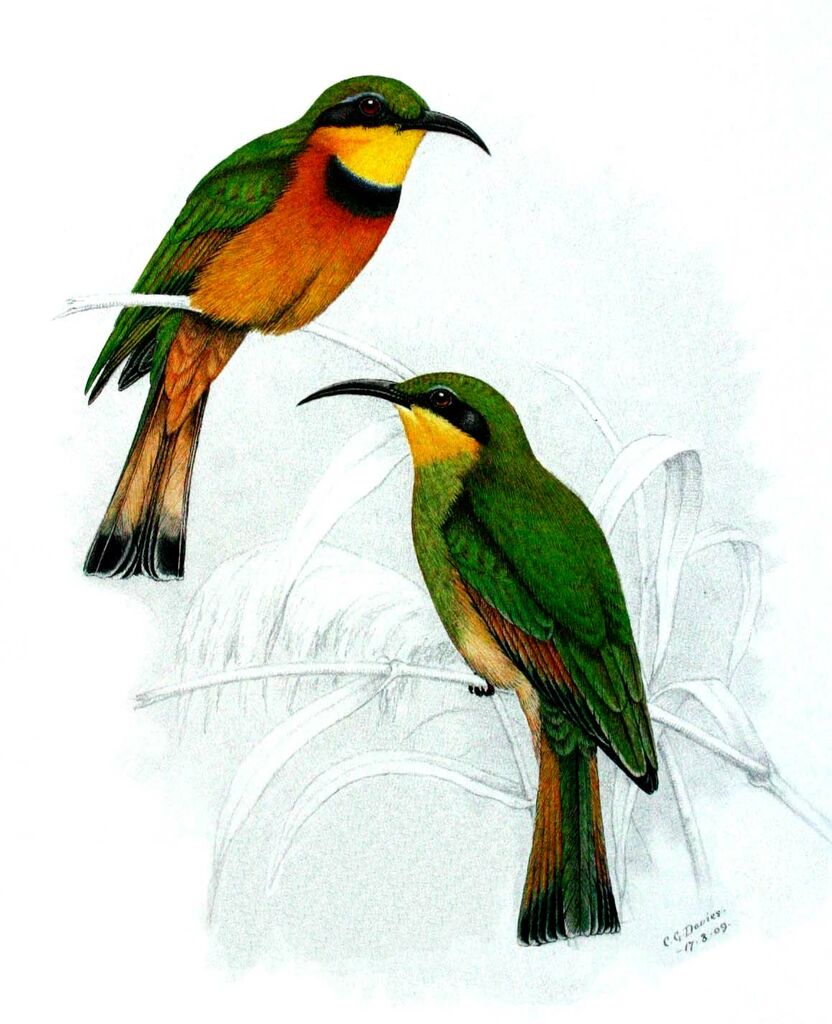 Little Bee-eater