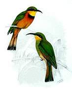 Little Bee-eater