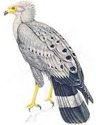 African Harrier-Hawk