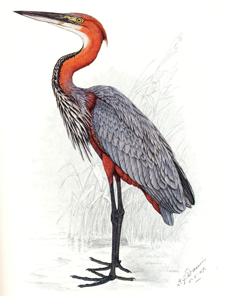 Goliath Heron