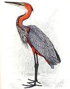 Goliath Heron