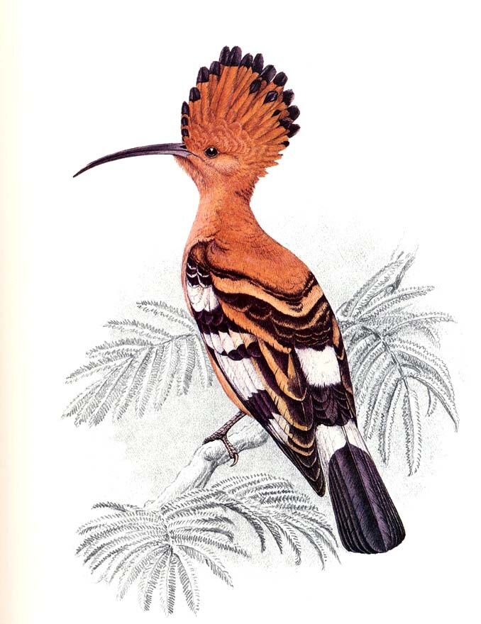 African Hoopoe