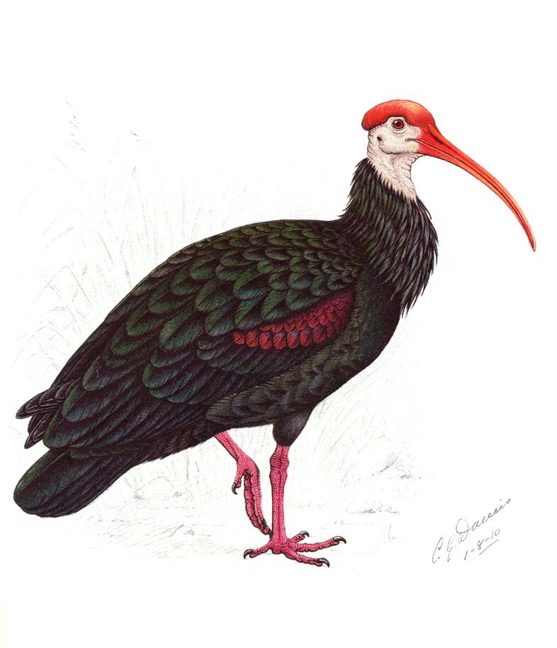 Northern Bald Ibis