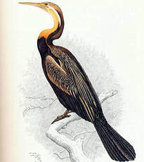 Anhinga d'Afrique