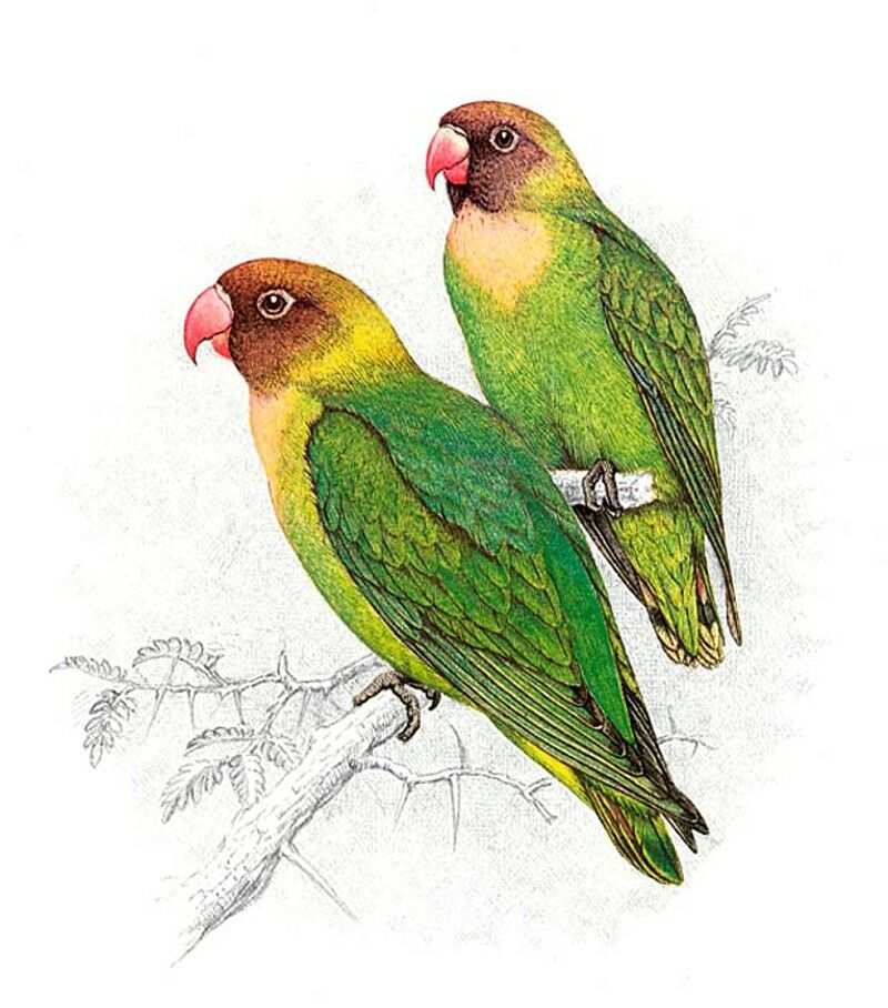 Black-cheeked Lovebird