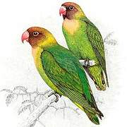 Black-cheeked Lovebird