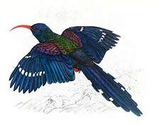 Green Wood Hoopoe