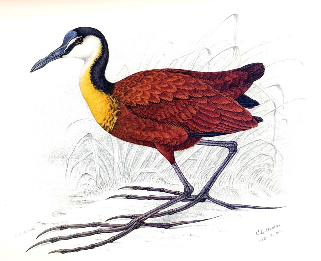 African Jacana