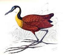 African Jacana