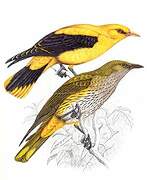 Eurasian Golden Oriole