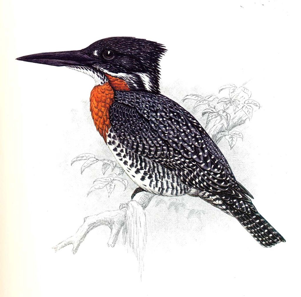 Giant Kingfisher